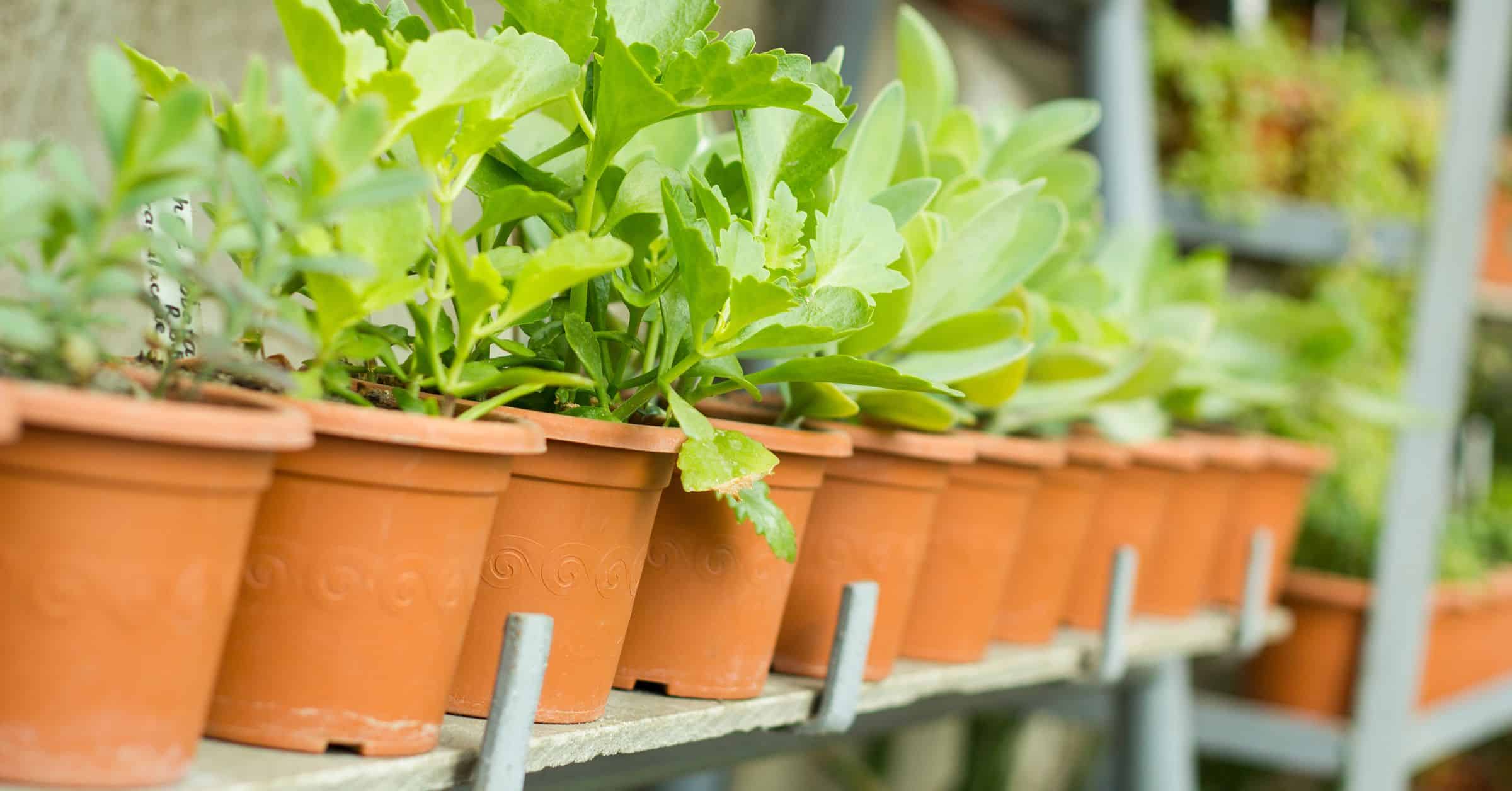 Alcohol and Drugs Action Annual Plant Sale in Aberdeen: a green fundraiser for a vital cause